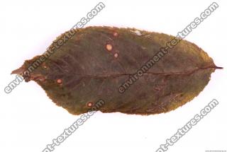 Photo Texture of Leaf 0015